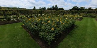 Polesden Lacey Rose Gardens